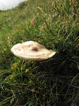 SX20999 Mushroom in grass.jpg